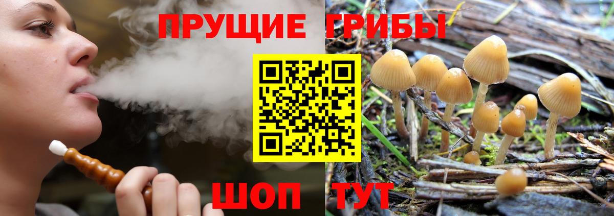 Псилоцибиновые грибы Cubensis Кулебаки